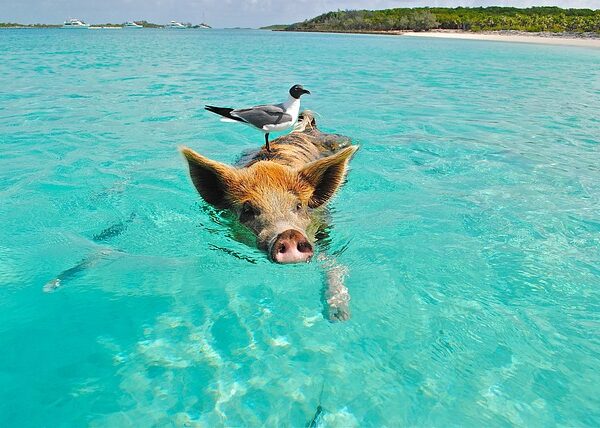 Klima und beste Reisezeit Bahamas