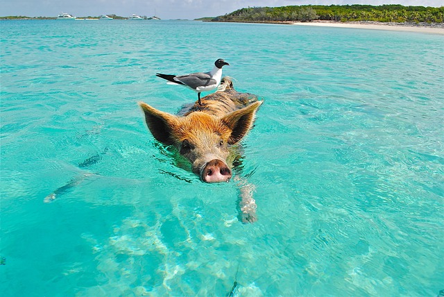 Klima und beste Reisezeit Bahamas